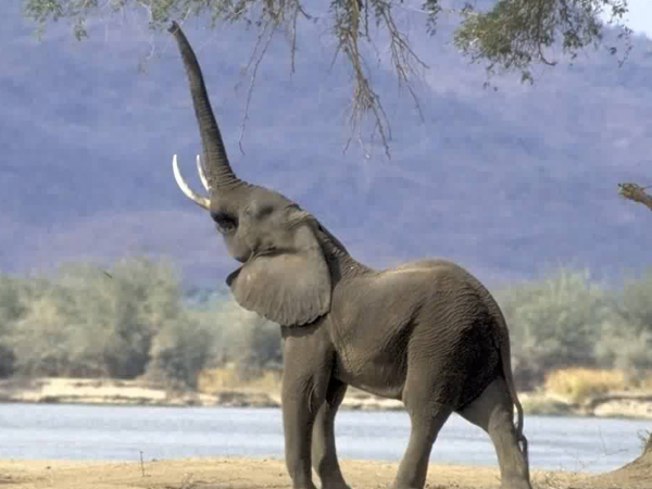 Elephant Sanctuary in Africa