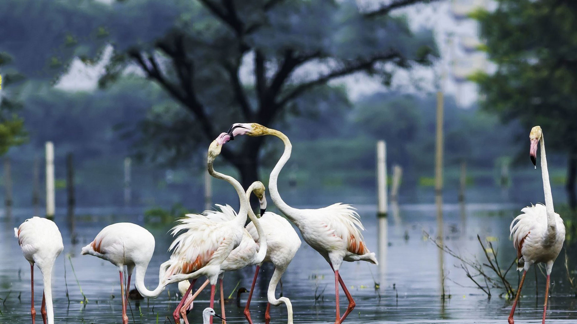 Bharatpur Bird Sanctuary