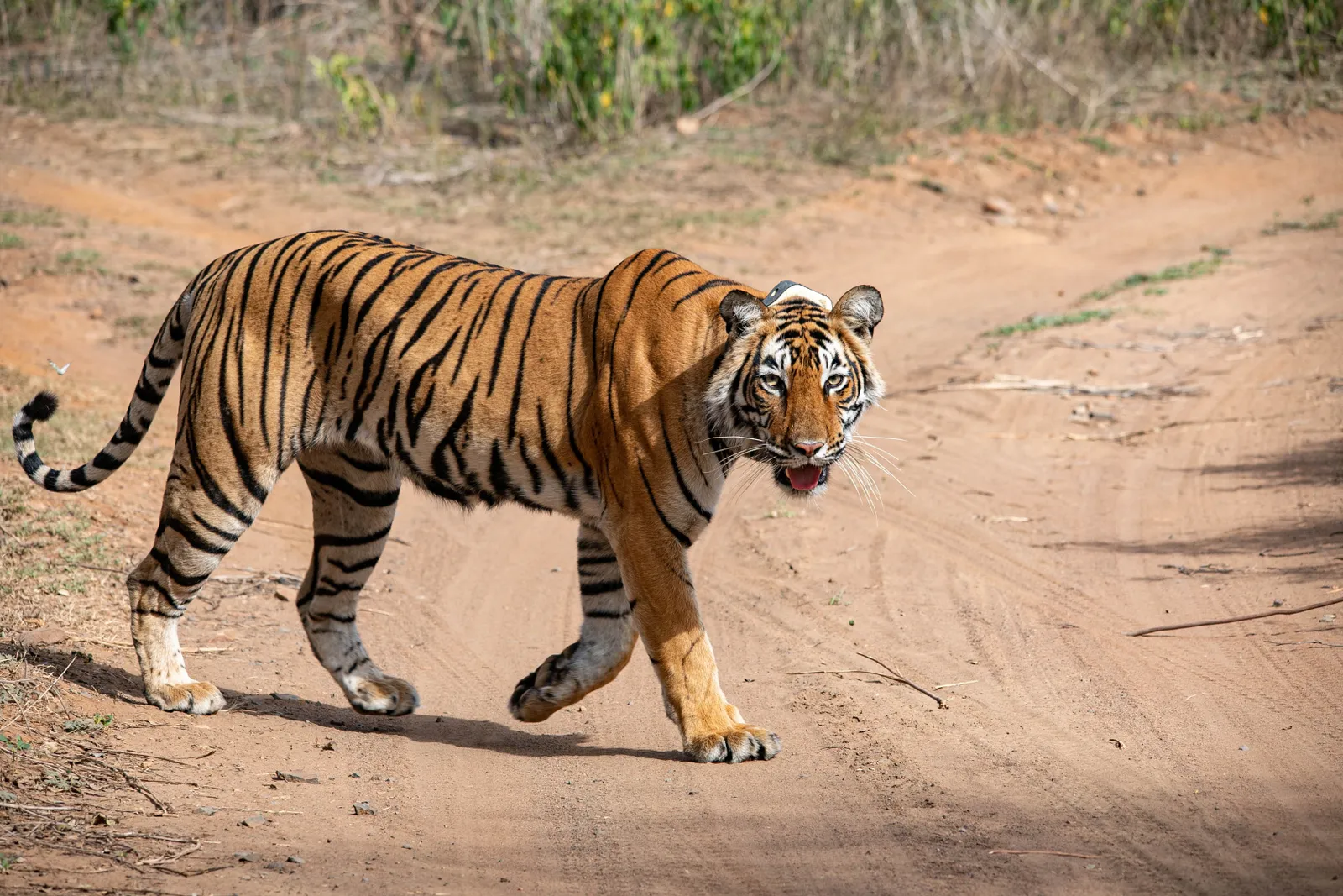 Sairska Tiger Reserve