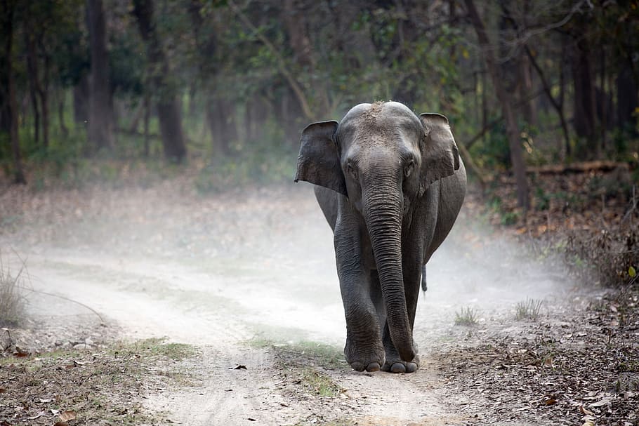 Corbett National Park